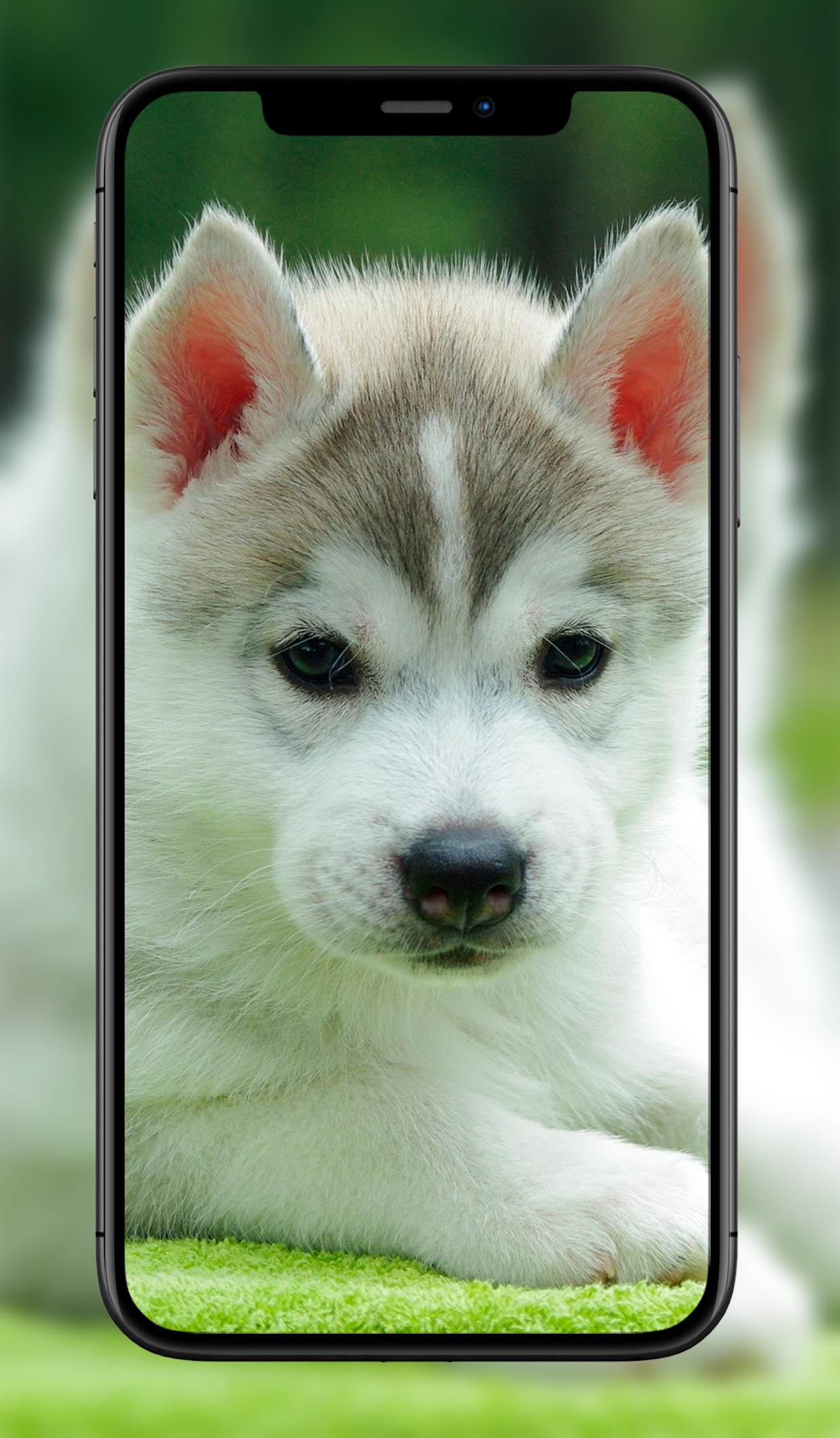 اسکرین شات 3 برنامه Cute Animal Wallpapers