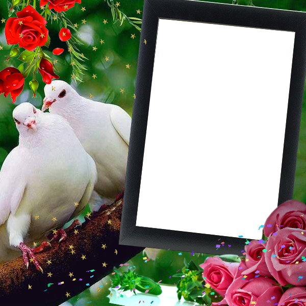 اسکرین شات 3 برنامه Love Birds Insta DP : Bird DP