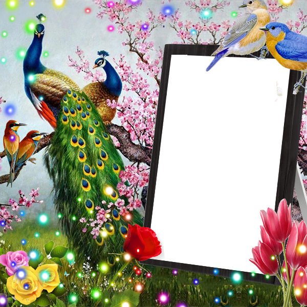 اسکرین شات 1 برنامه Love Birds Insta DP : Bird DP