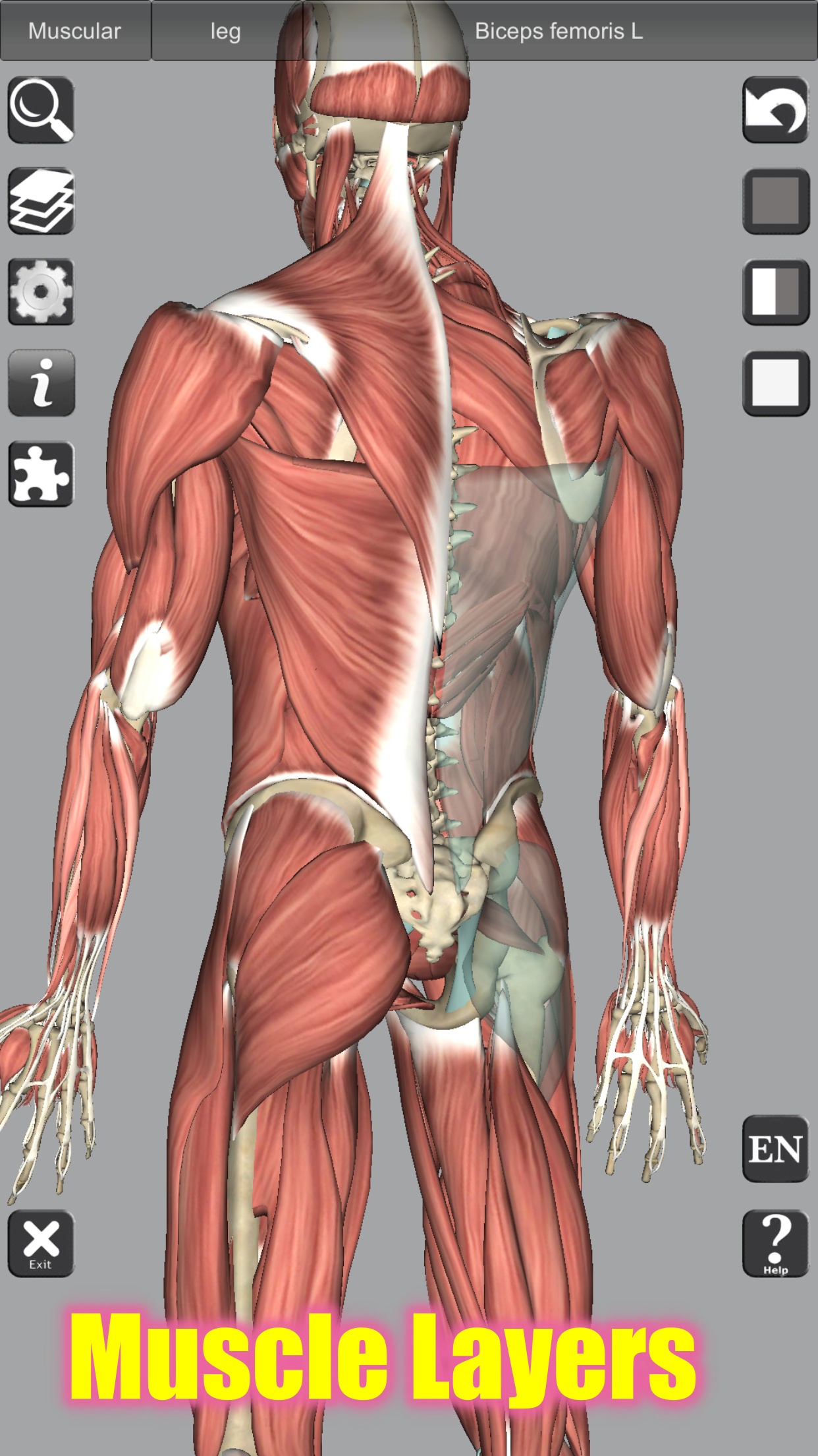 اسکرین شات 3 برنامه 3D Bones and Organs (Anatomy)