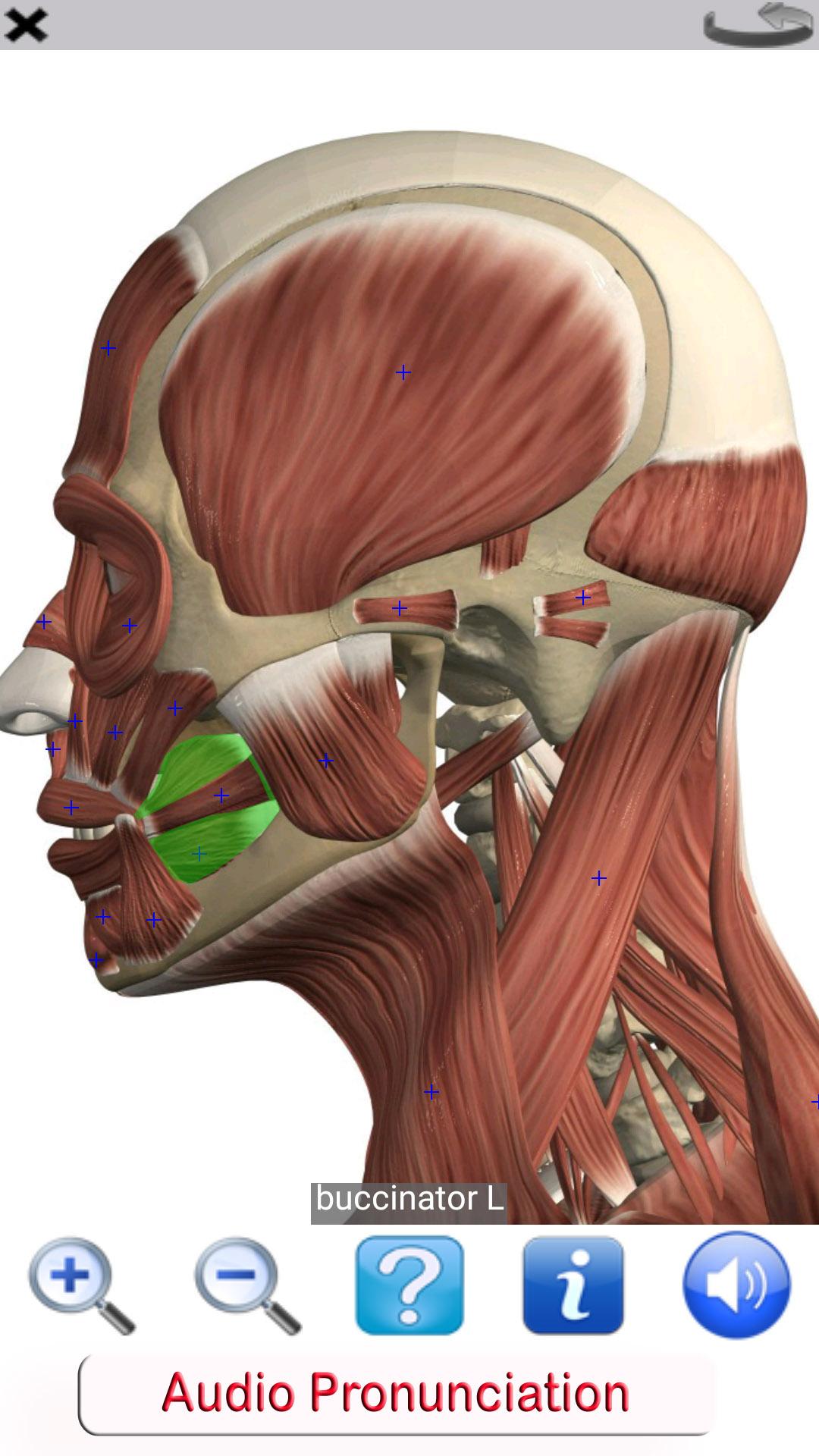اسکرین شات 5 برنامه Visual Anatomy Lite