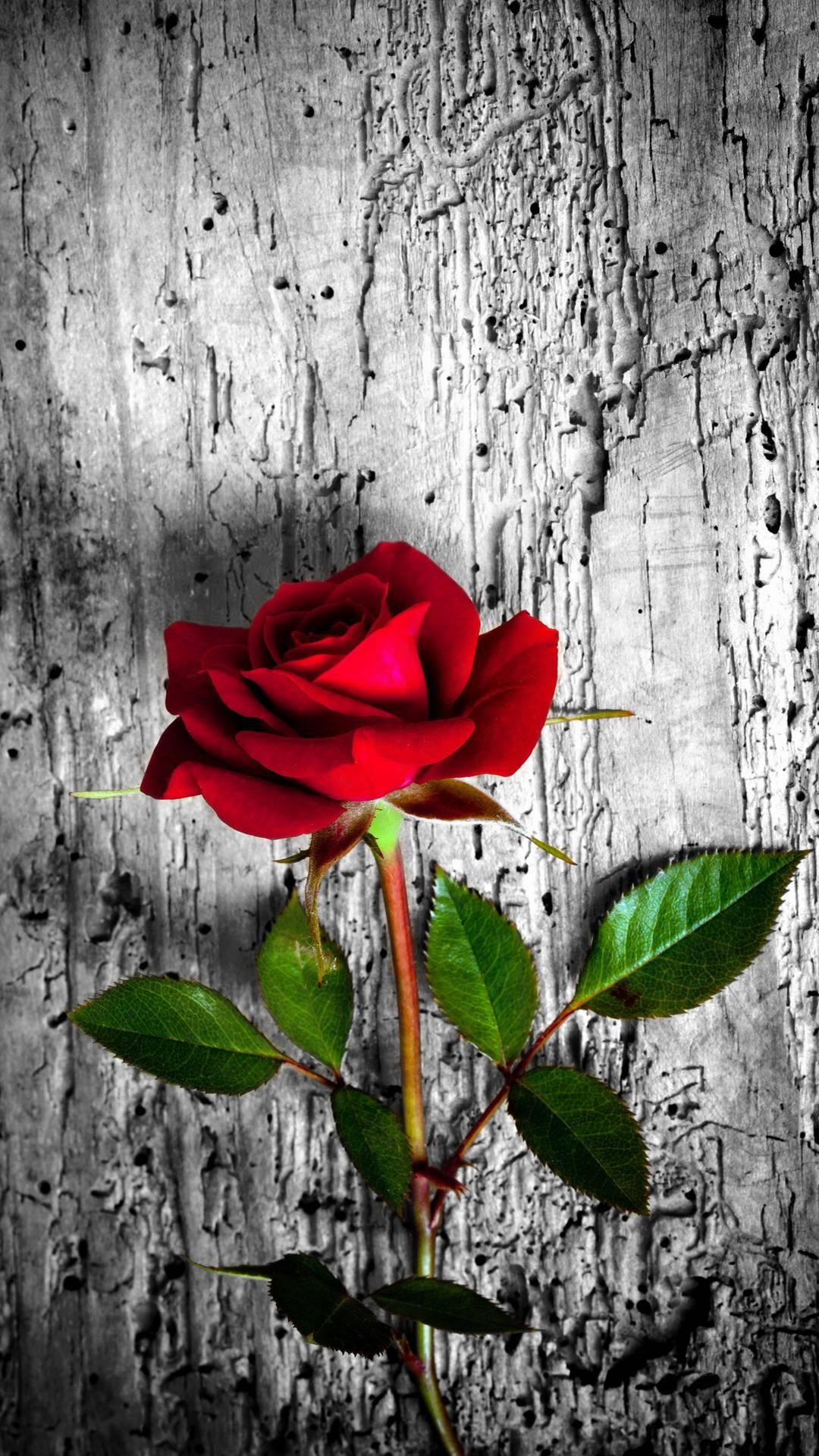 اسکرین شات 4 برنامه Rose wallpaper: Rosely