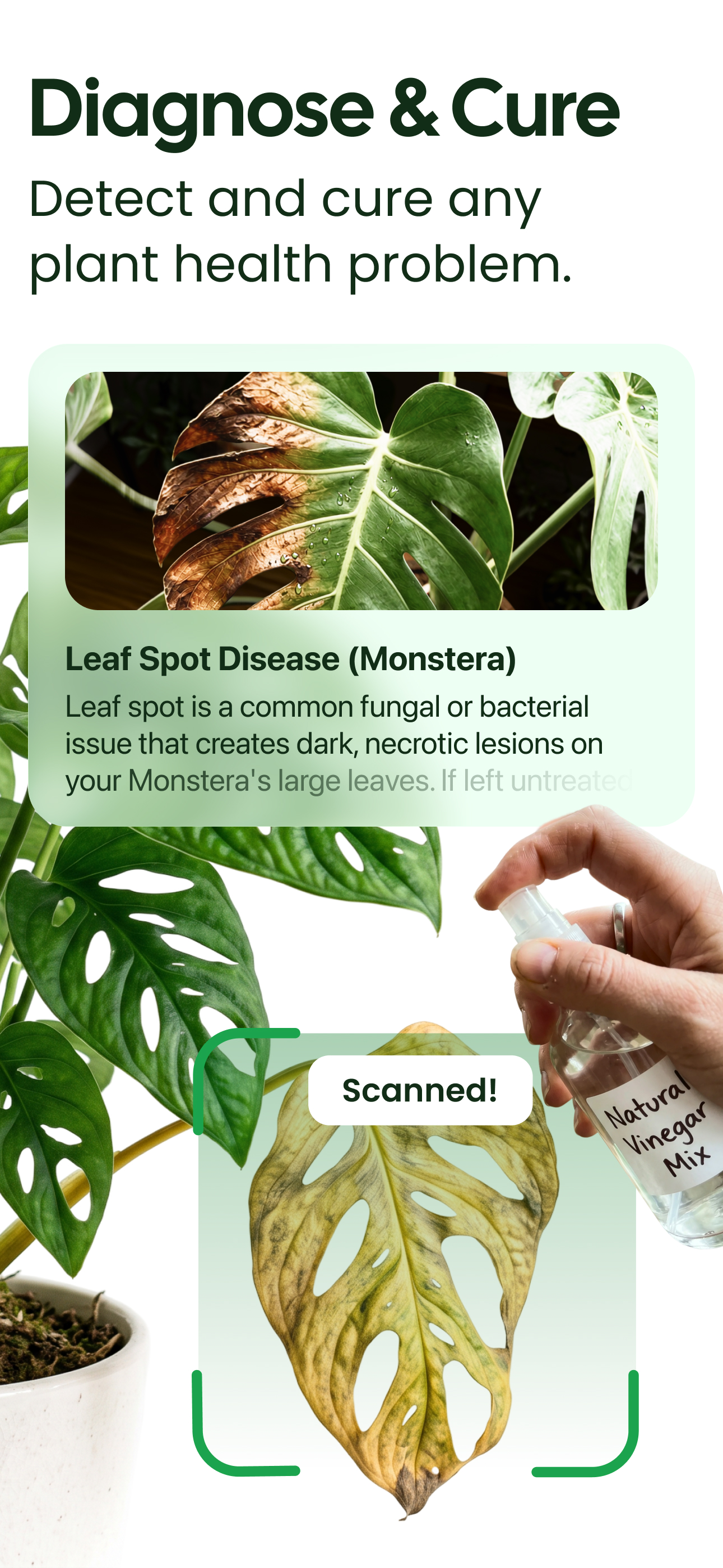 اسکرین شات 2 برنامه Plant App - Plant Identifier