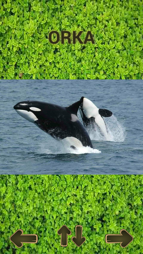اسکرین شات 6 بازی ZOO sounds quiz