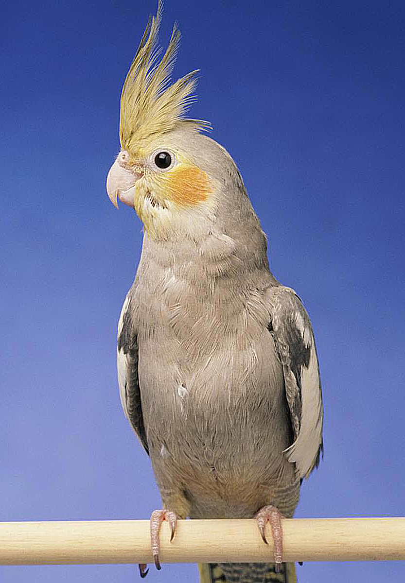 اسکرین شات 1 برنامه Cockatiel Sounds