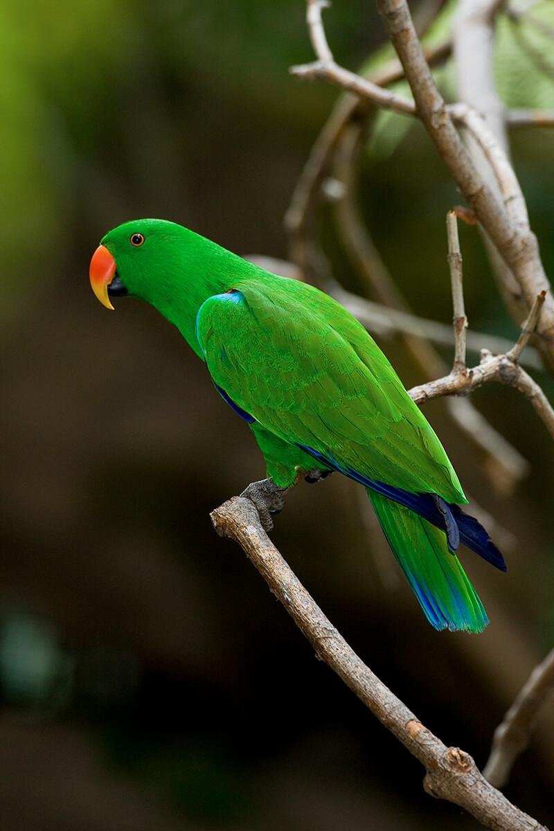 اسکرین شات 1 برنامه Parrot sounds