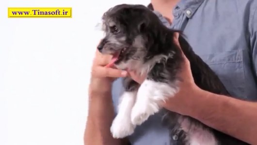 اسکرین شات 8 برنامه آموزش نگهداری و تربیت سگ های خانگی