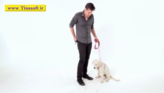 اسکرین شات 4 برنامه آموزش نگهداری و تربیت سگ های خانگی