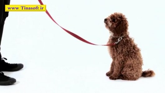 اسکرین شات 2 برنامه آموزش نگهداری و تربیت سگ های خانگی