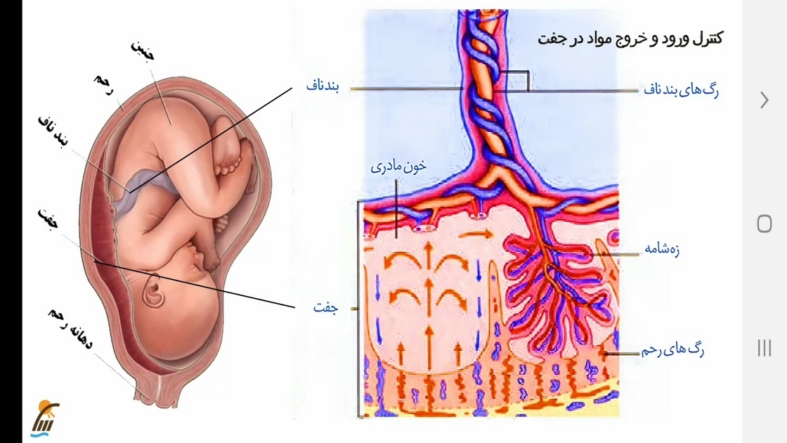 اسکرین شات 11 برنامه زیست شناسی (۲) - آموزش و آزمون
