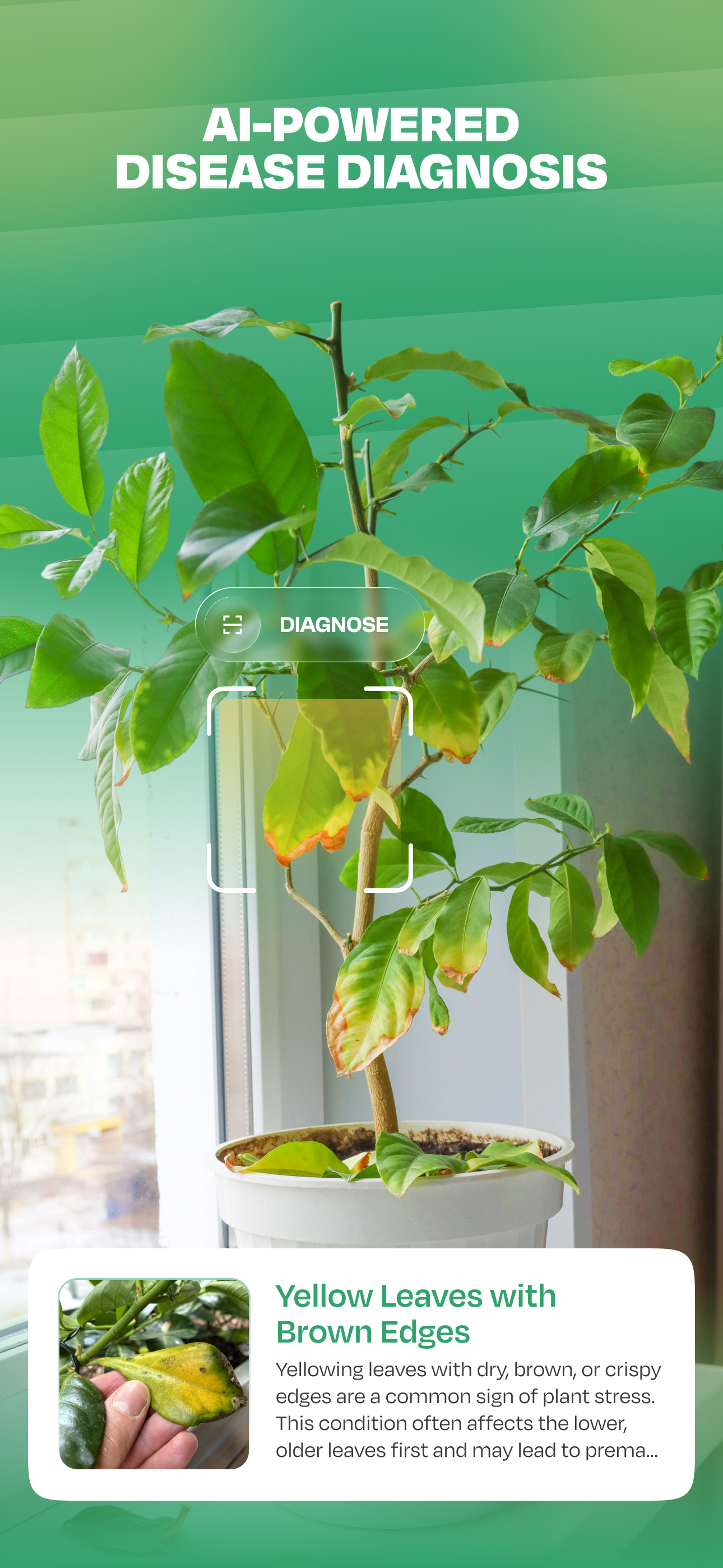 اسکرین شات 3 برنامه Plant Identifier: LeafSnap