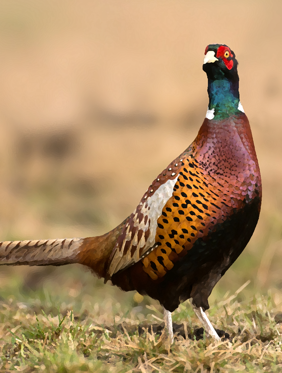 اسکرین شات 1 برنامه Pheasant sounds