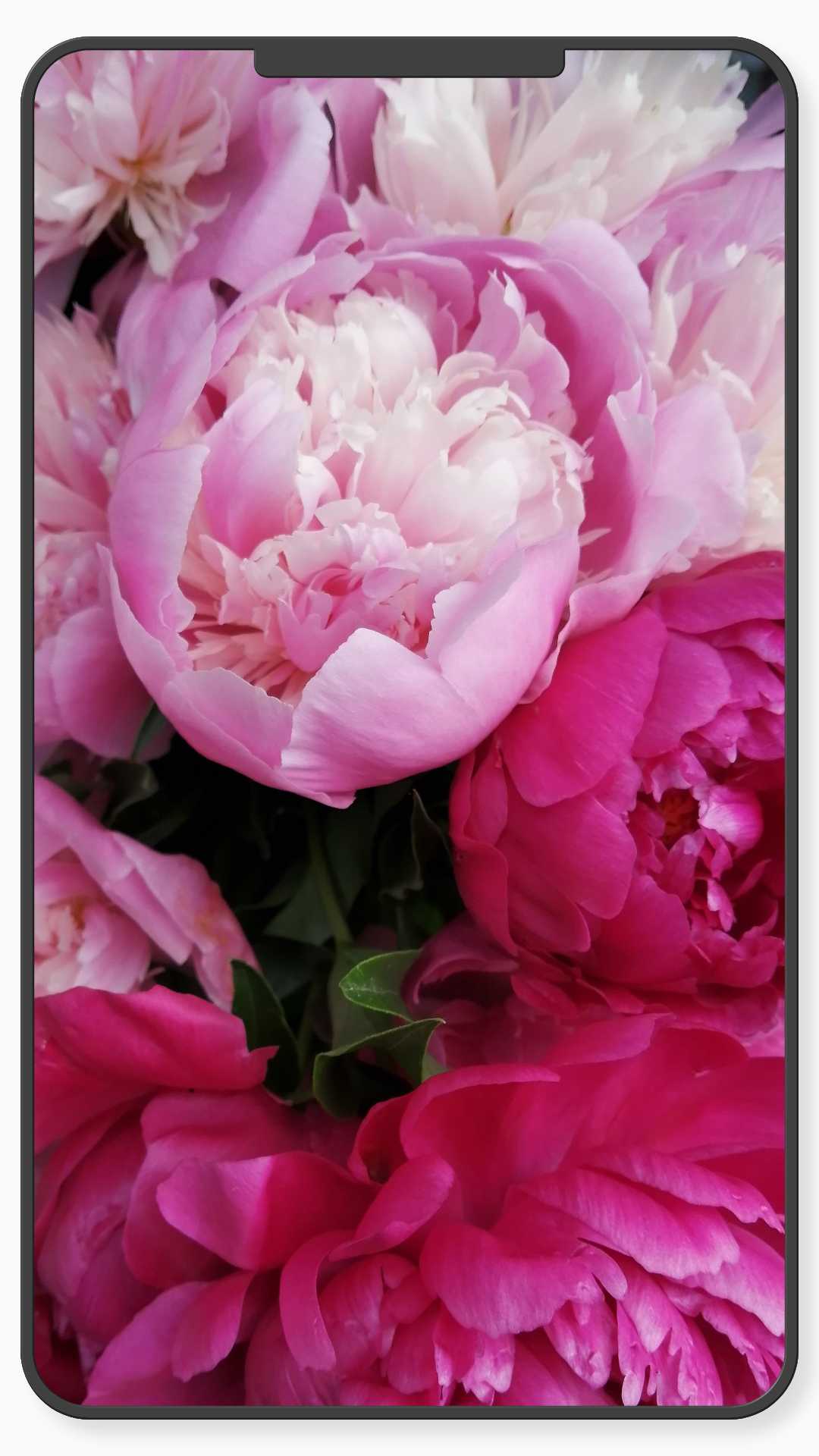 اسکرین شات 5 برنامه Flower Wallpaper-7