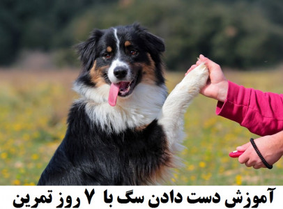 اسکرین شات 1 برنامه هاپو: تربیت و نگهداری سگ