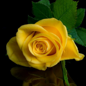 اسکرین شات 5 برنامه Beautiful Flowers & Roses Pics