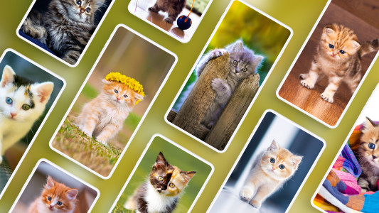اسکرین شات 1 برنامه Cat Wallpapers & Cute Kittens