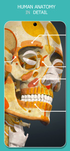 اسکرین شات 2 برنامه Anatomy Learning - 3D Anatomy