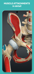 اسکرین شات 5 برنامه Anatomy Learning - 3D Anatomy