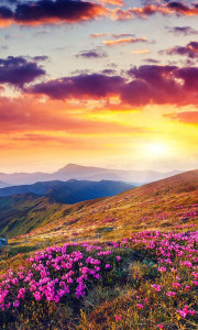 اسکرین شات 7 برنامه Mountain Flower Live Wallpaper