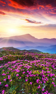 اسکرین شات 8 برنامه Mountain Flower Live Wallpaper