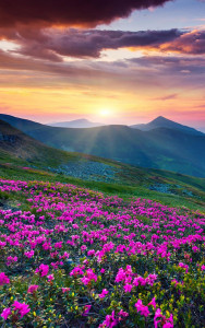 اسکرین شات 2 برنامه Mountain Flower Live Wallpaper