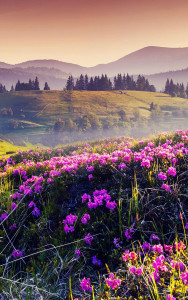 اسکرین شات 5 برنامه Mountain Flower Live Wallpaper