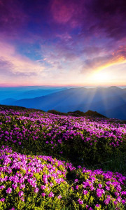اسکرین شات 6 برنامه Mountain Flower Live Wallpaper