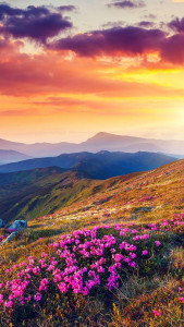 اسکرین شات 3 برنامه Nature Live Wallpaper