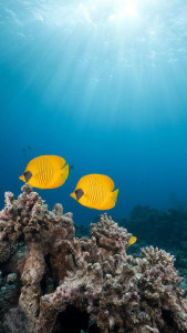 اسکرین شات 5 برنامه Ocean Fish Live Wallpaper