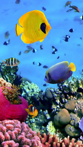 اسکرین شات 3 برنامه Ocean Fish Live Wallpaper