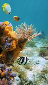 اسکرین شات 4 برنامه Ocean Fish Live Wallpaper