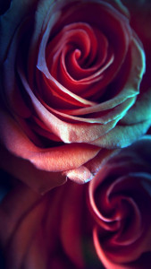 اسکرین شات 2 برنامه Rose Live Wallpaper