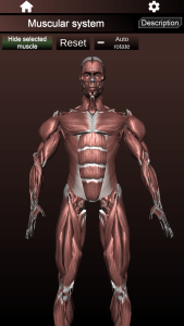 اسکرین شات 2 برنامه Muscular System 3D (anatomy)