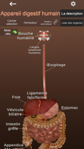 اسکرین شات 2 برنامه Internal Organs in 3D Anatomy