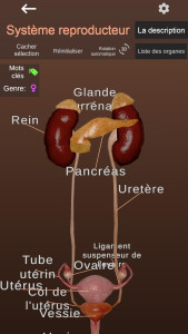 اسکرین شات 6 برنامه Internal Organs in 3D Anatomy