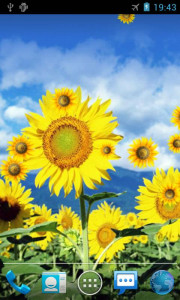 اسکرین شات 2 برنامه Sunflower Live Wallpaper