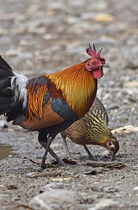 اسکرین شات 1 برنامه Red junglefowl sounds