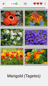 اسکرین شات 2 بازی Flowers Quiz - Identify Plants