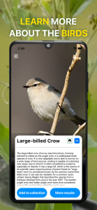 اسکرین شات 4 برنامه Bird Sound Identifier Bird ID