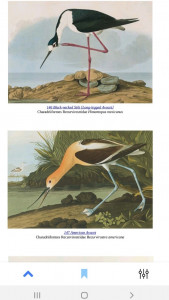 اسکرین شات 4 برنامه پرندگان آمریکا