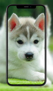 اسکرین شات 3 برنامه Cute Animal Wallpapers