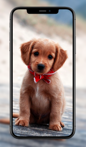 اسکرین شات 2 برنامه Cute Animal Wallpapers