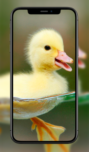 اسکرین شات 6 برنامه Cute Animal Wallpapers