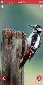 اسکرین شات 6 برنامه صدای حیوانات