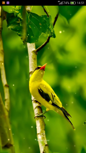 اسکرین شات 5 برنامه Birds Sounds Ringtones