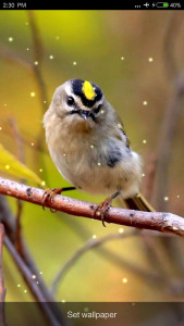 اسکرین شات 6 برنامه Birds Sounds & Ringtones