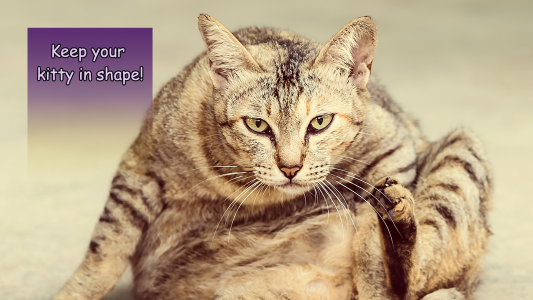 اسکرین شات 2 بازی Laser for cat. Lazer simulator