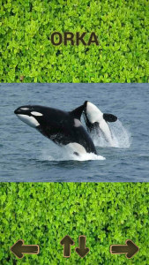اسکرین شات 6 بازی ZOO sounds quiz