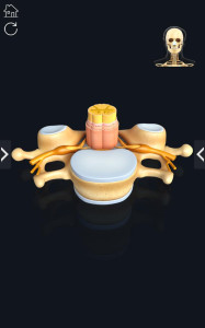 اسکرین شات 6 برنامه My Skeleton Anatomy