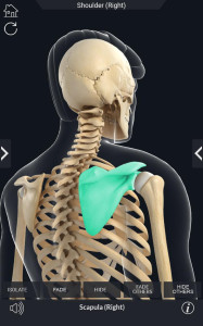 اسکرین شات 3 برنامه My Skeleton Anatomy